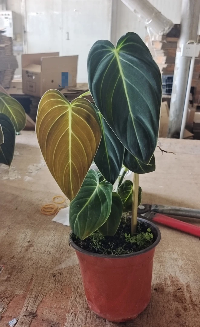 黑金蔓绿绒爬藤观叶植物客厅绿植