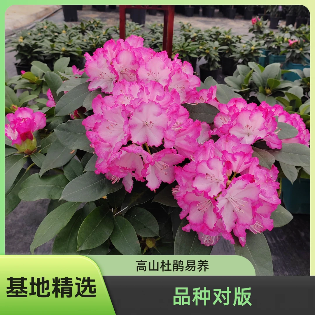 高山杜鹃-阳春雪C7盆 无花发货 基地精选