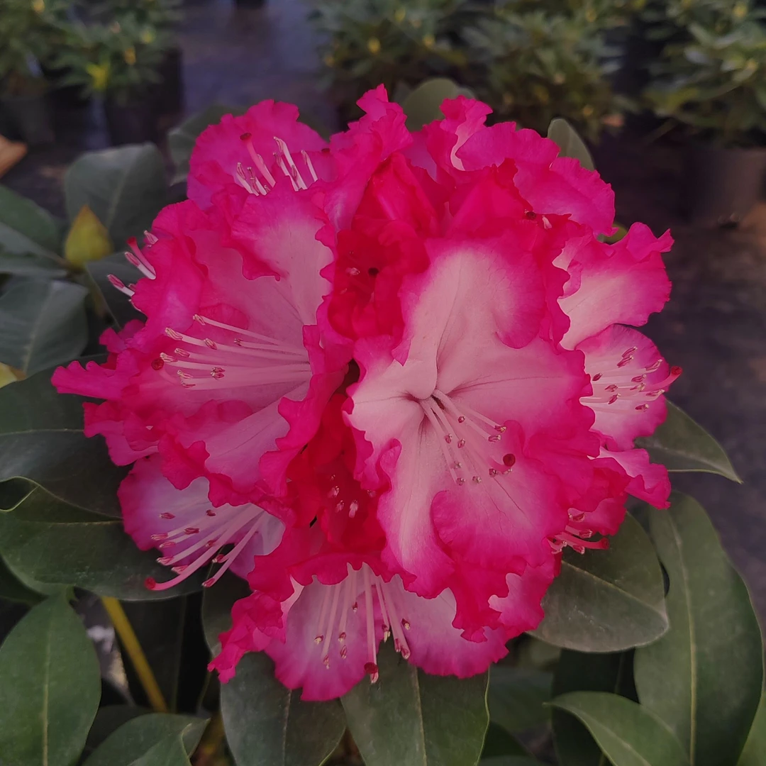 高山杜鹃-1加仑红粉佳人 基地精选