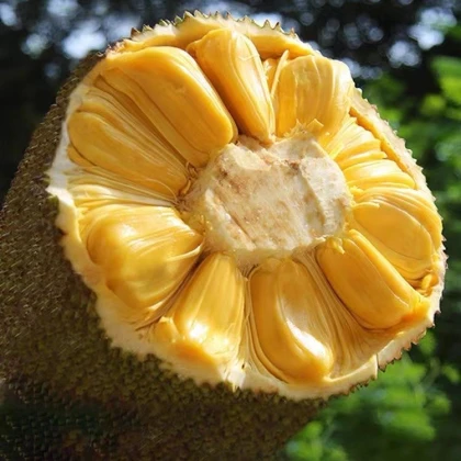 菠萝蜜11斤左右