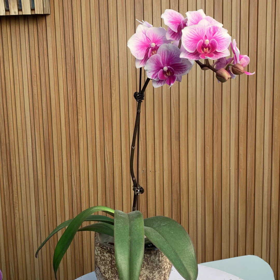 【可爱多】蝴蝶兰开花株