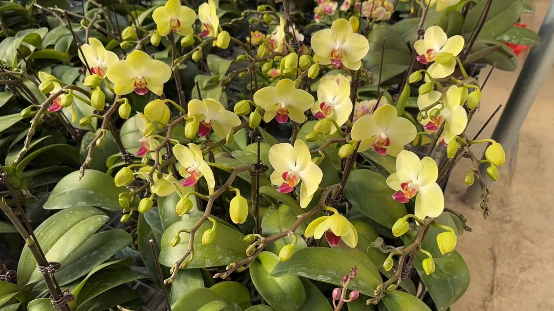 【沙西米】蝴蝶兰开花株