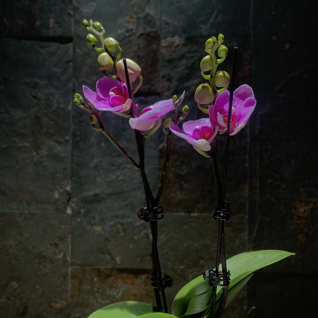 年宵·【紫蝶】蝴蝶兰开花株