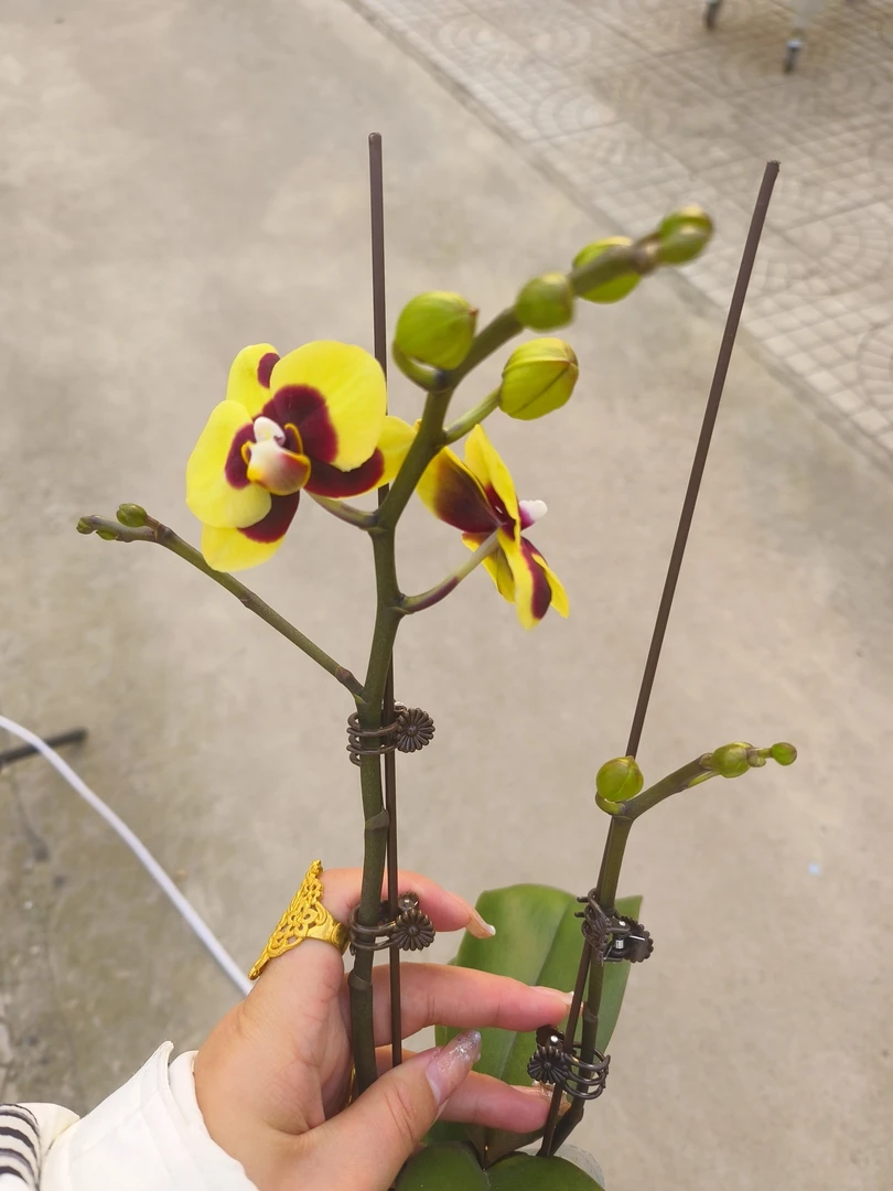 年宵·【皮卡丘】蝴蝶兰开花株