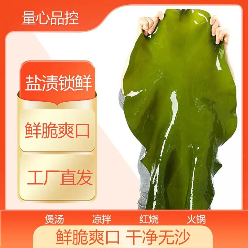 盐渍海带整颗2.3kg大连旅顺海带