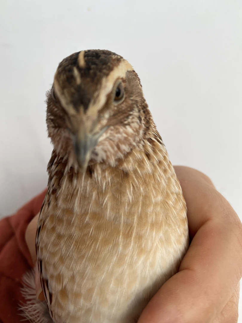 人工饲养串子抖架鹌鹑饲料鹌鹑饲养