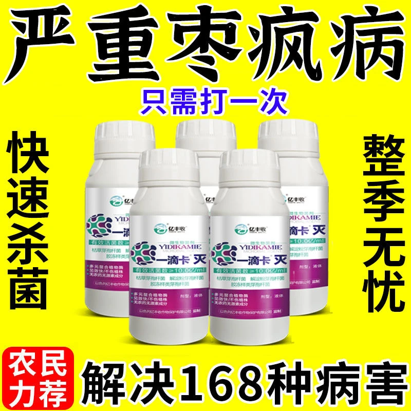 一滴卡枣树病全管黄化黄叶掉叶卷叶枣树疯病小叶枣疯病叶斑病炭疽