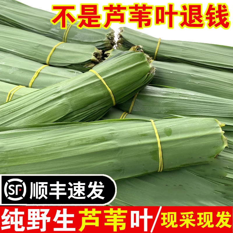 野生芦苇叶粽叶新鲜