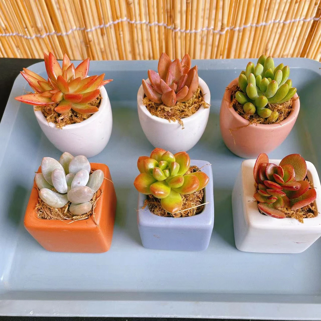 003迷你瓷盆  一组6盆 多肉植物组合盆栽开学季教师节送礼首选