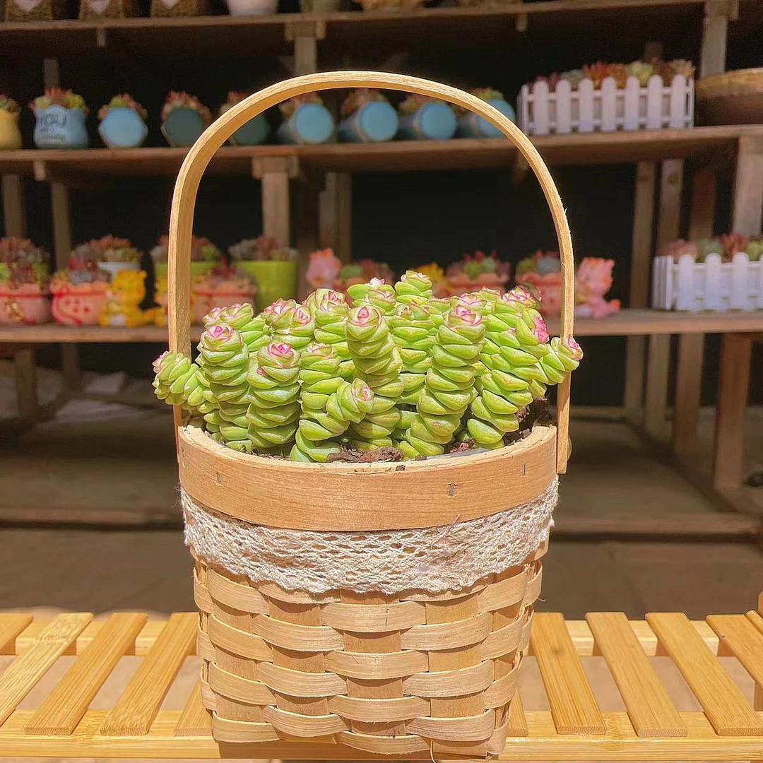009万贯家财  钱多多 多肉植物组合盆栽开学季教师节送礼首选