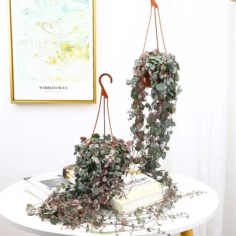 爱之蔓一寸心吊兰长藤垂吊多肉盆栽植物室内绿植阳台耐阴耐旱好养