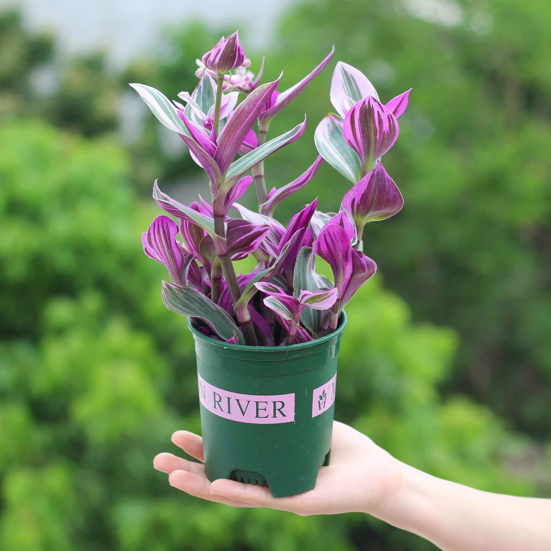 油画婚礼吊兰盆栽阳台室内办公桌水土培植物好养绿植花卉净化空气