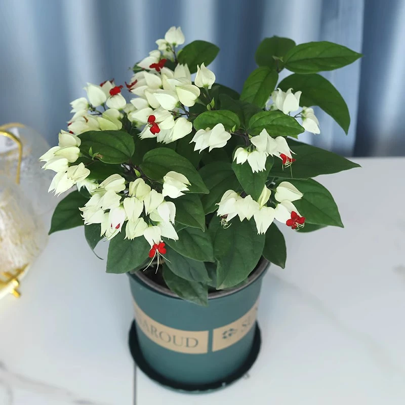 龙吐珠盆栽带花苞庭院阳台客厅爬藤植物四季循环开花绿植年宵花卉