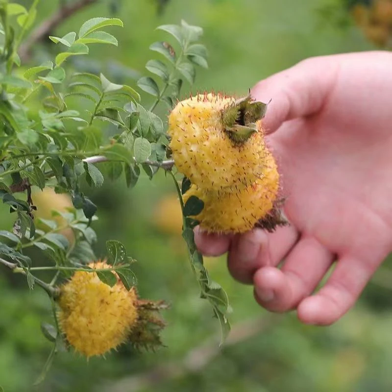 贵州特产当季刺梨鲜果新鲜水果现摘现发天然维c成熟大果3/5/10斤