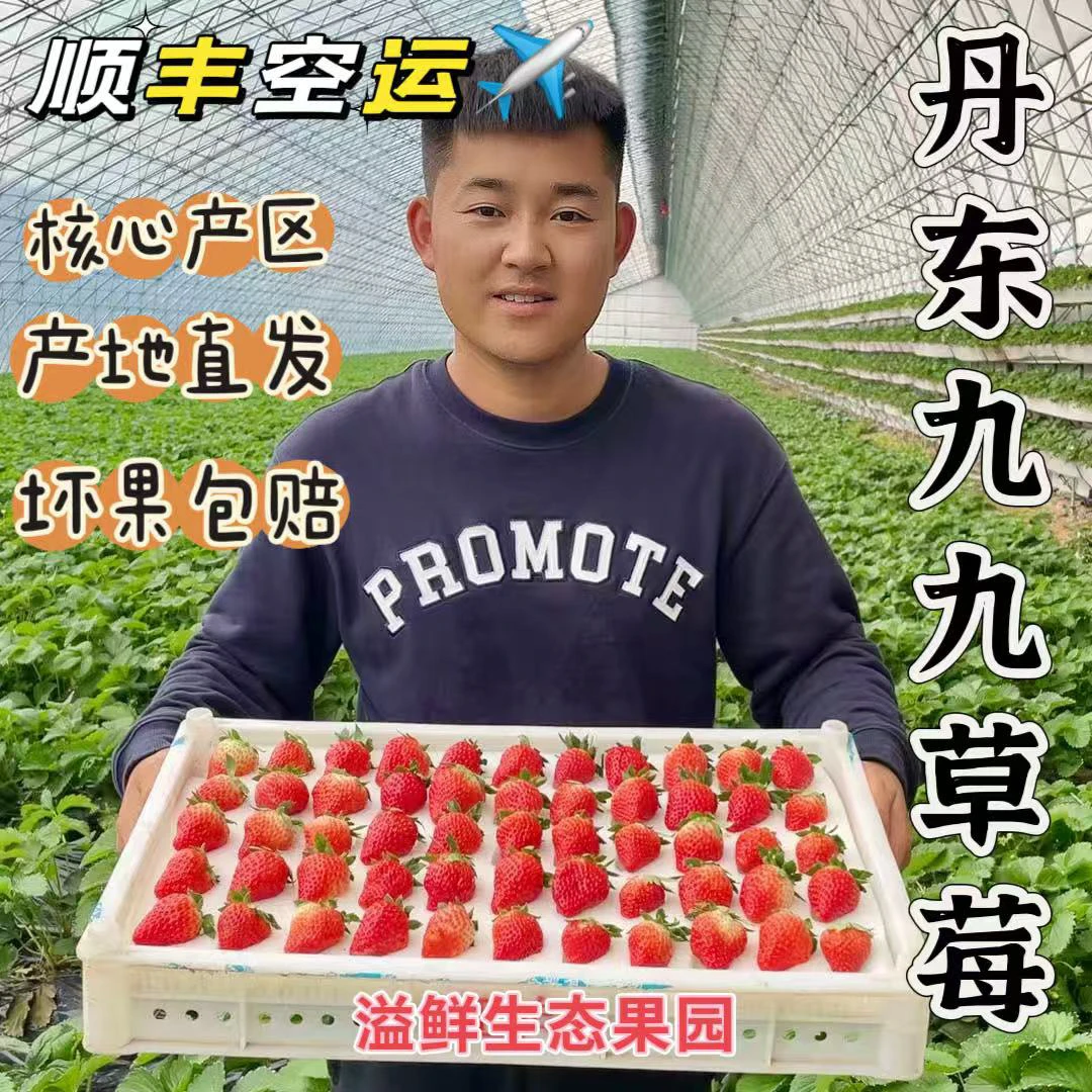 丹东九九草莓 核心产区 新鲜采摘 产地直发