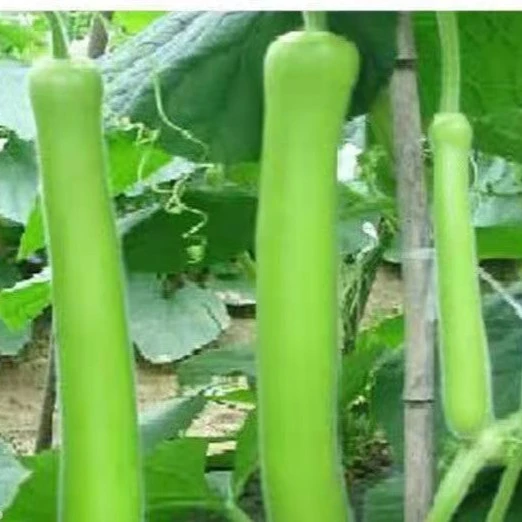 瓠瓜种子长水瓜葫芦瓜蒲瓜四季葫芦瓜瓠子瓜早熟春秋播蔬菜种子