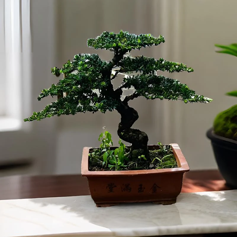 红芽珍珠罗汉松 办公桌庭院 客厅 玄关 四季常青盆景造型室内室外