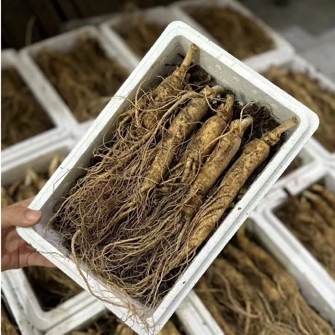 林鼎长白山人参鲜园参2号