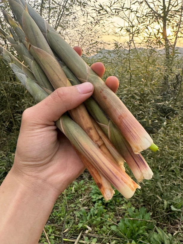 湖南野生小竹笋新鲜现拔新鲜蔬菜脆嫩现货味鲜凉拌小竹笋带壳发货