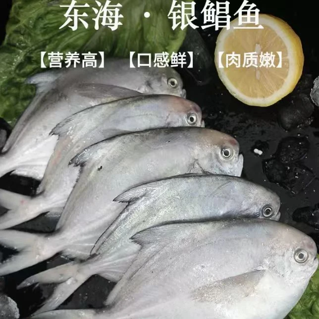 (一斤6条)新鲜海捕银鲳鱼 肉质鲜嫩 液氮锁鲜