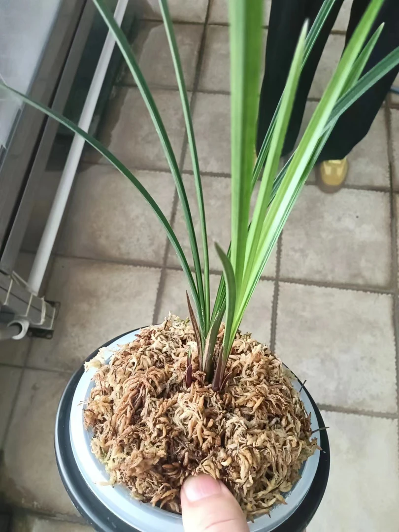 花卉拍素材买一拍一