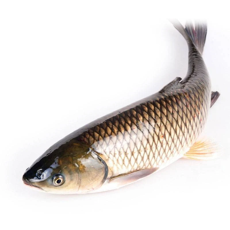 鲜活草鱼4,5-5kg/条（免费宰杀后配送，失重约15%-20%，宰杀后不可退货）