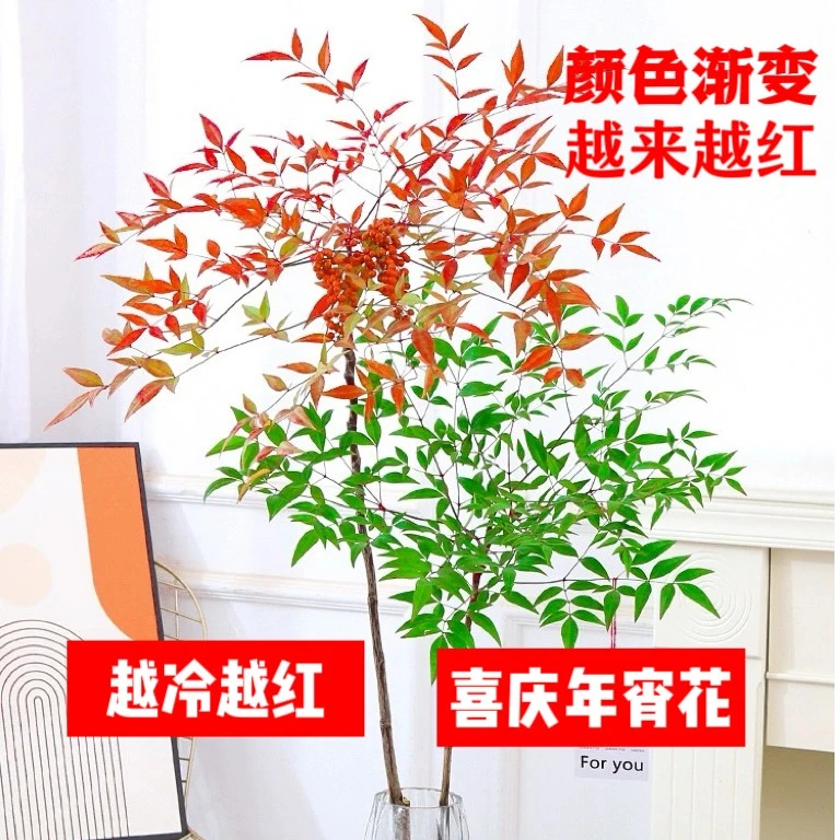 【天冷变红】红叶南天竹水培土培年宵花红红火火观叶植物