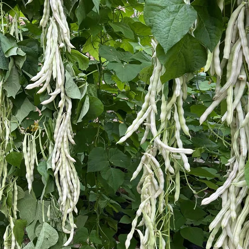 新一代高产白不老芸豆种籽豆角无架四季豆四季豆蔬菜种孑芸豆种子