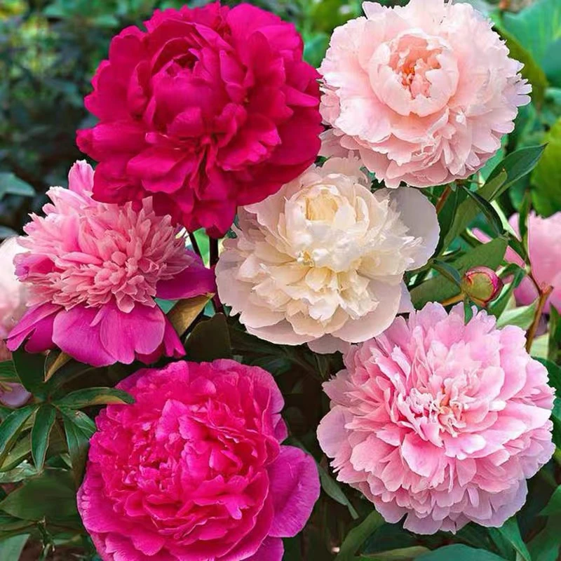 混色霸王花芍药花种子重瓣大花花籽庭院阳台盆栽四季养室外花OK1