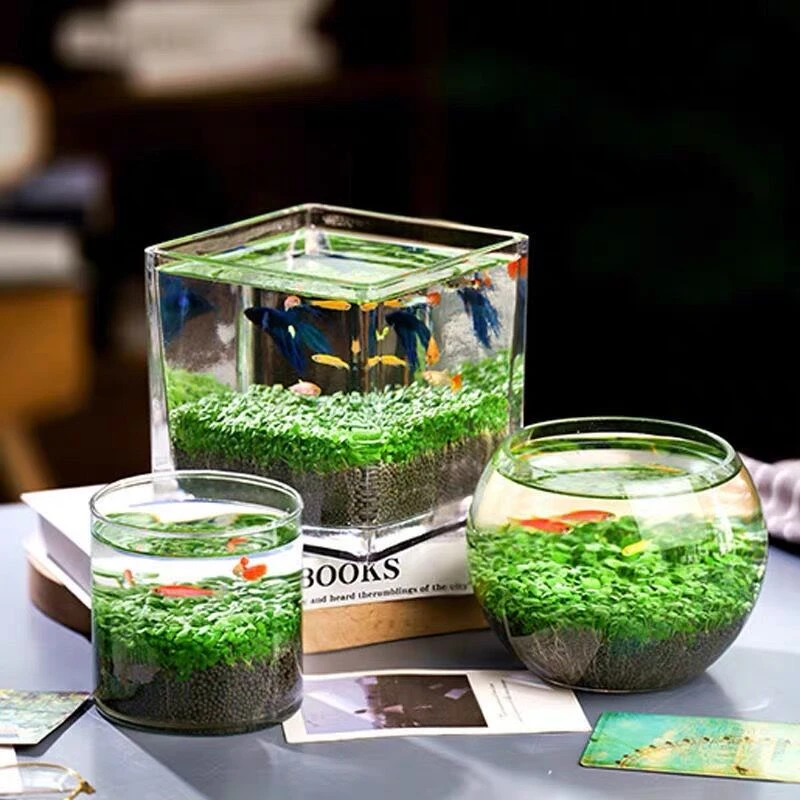 【抢!9.9元3000粒】水草种子种孑植物活真草草缸鱼缸造景牛毛草水草