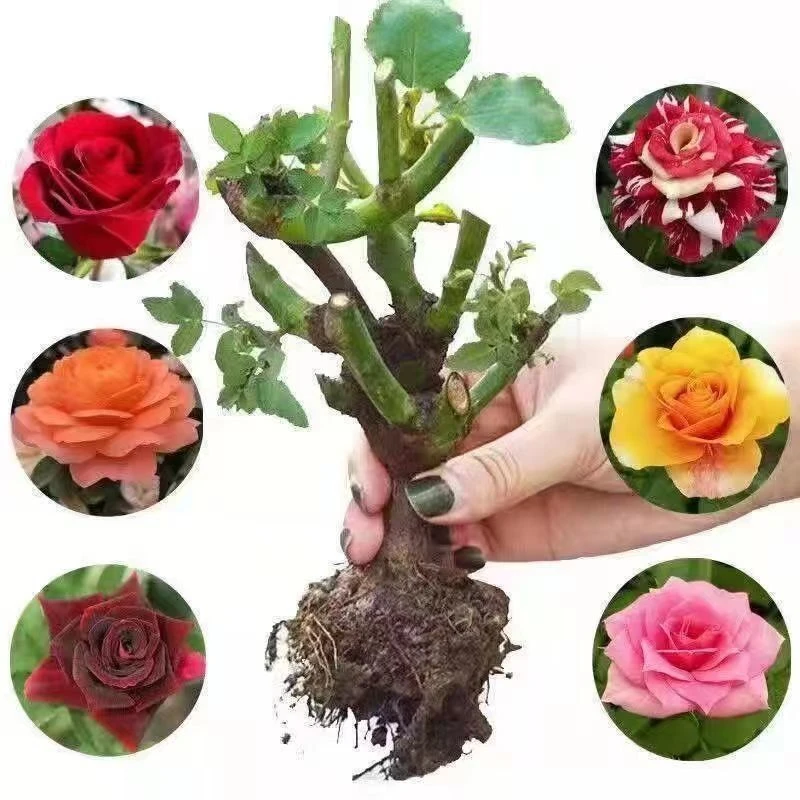 多色混色玫瑰花苗老桩四季开花盆栽好养花卉大花浓香庭院阳台养wq