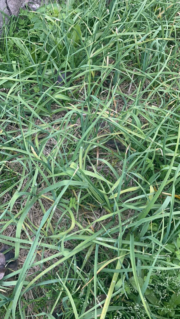 （顺丰包邮）老品种红蒜苗无添加