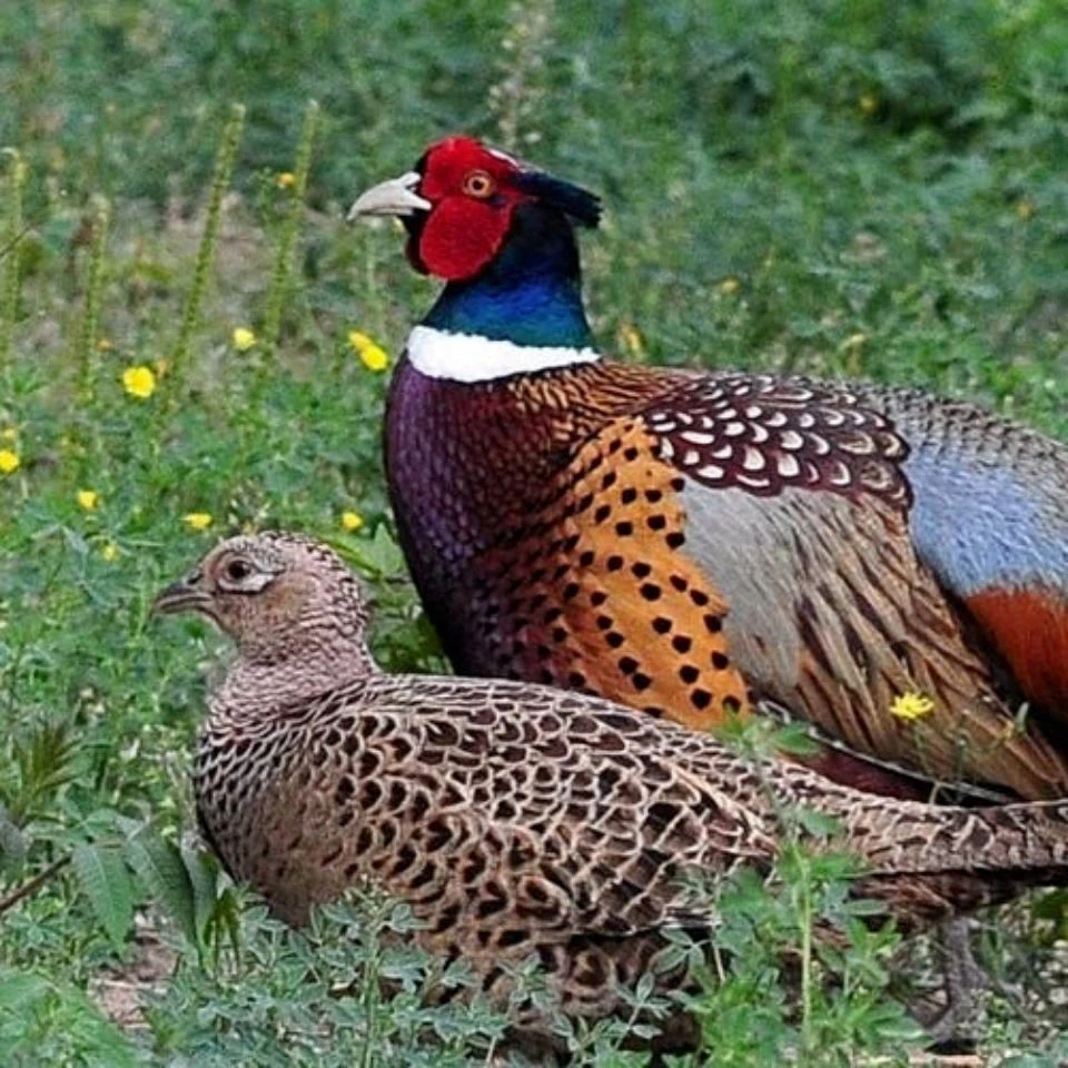 农村散养青年七彩山鸡顺丰包邮到家