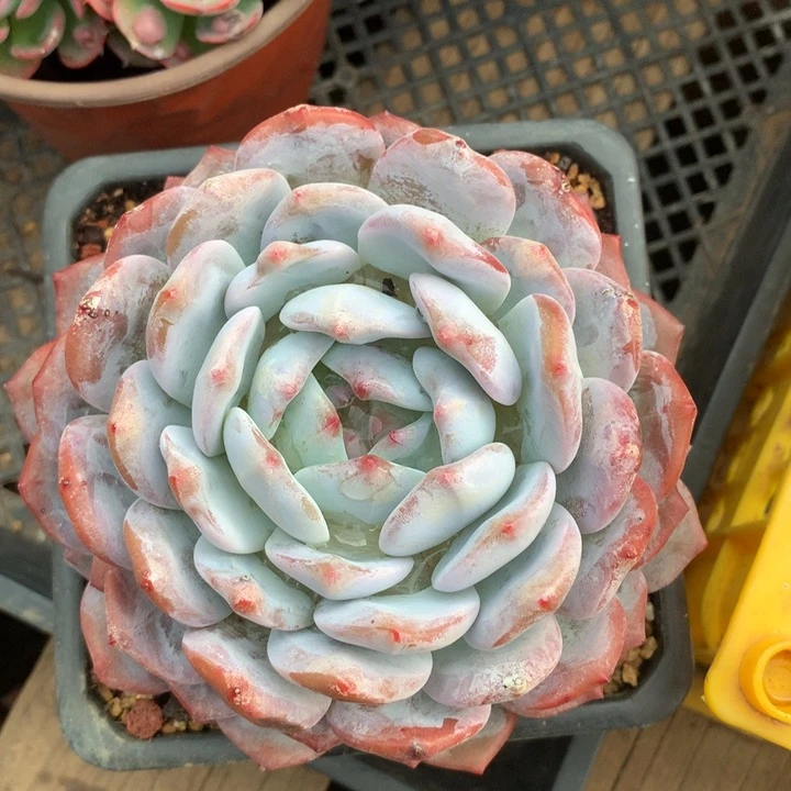 橙子多肉558525655