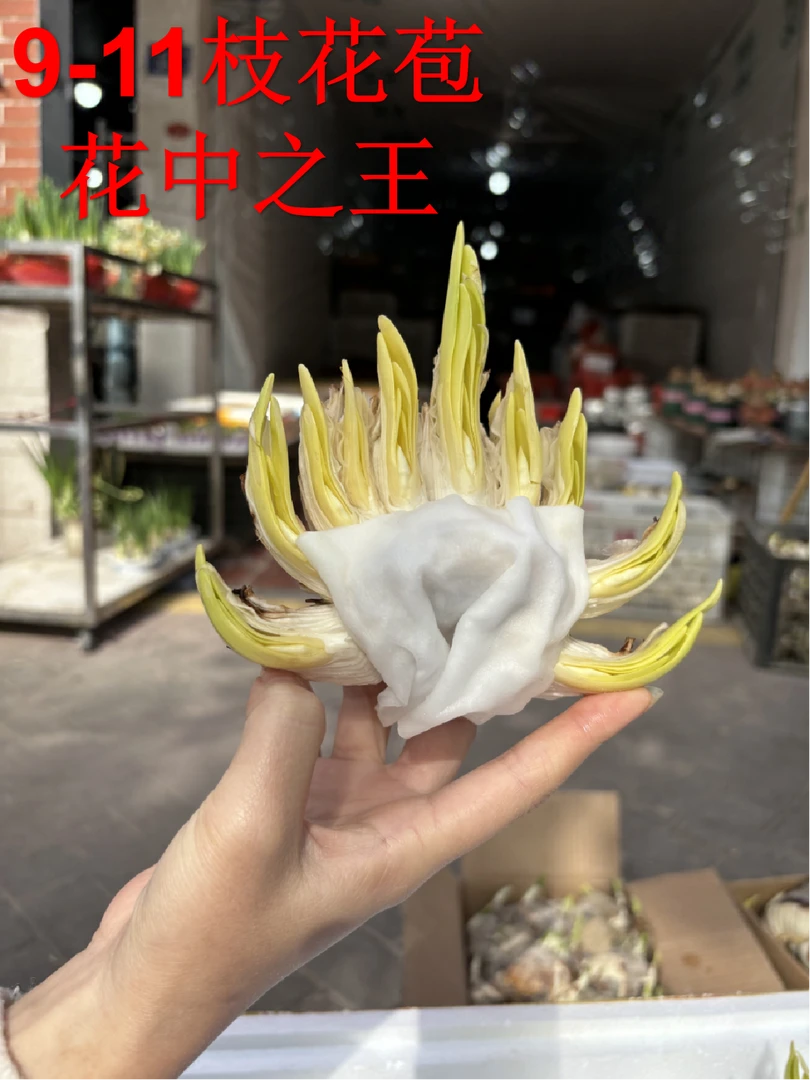 【雕刻水仙花下水矮化养护】漳州耐寒好养浓香年宵花室内水培盆栽
