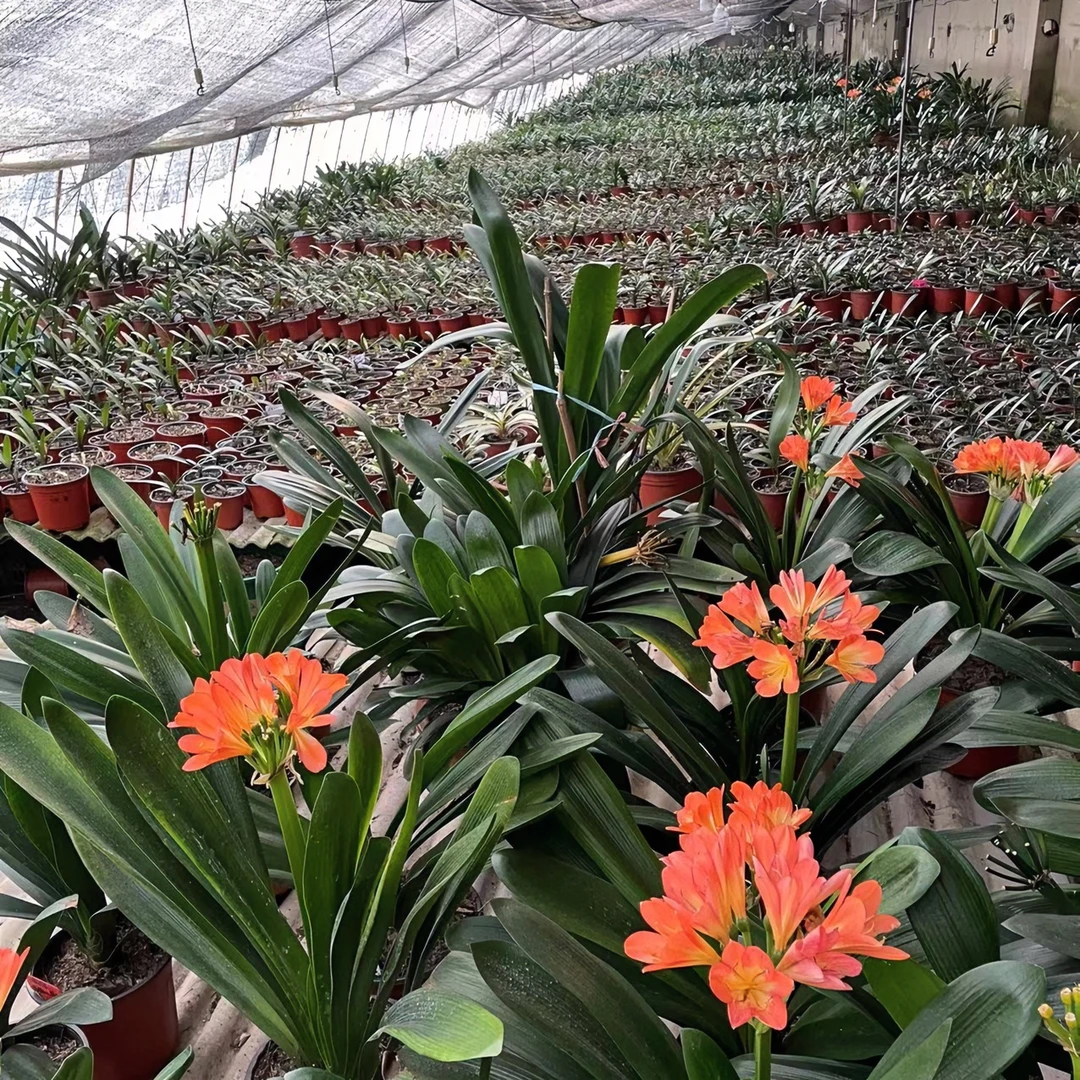 君子兰君子兰直播专用 基地直发 一物一拍 看好下单  对版发货