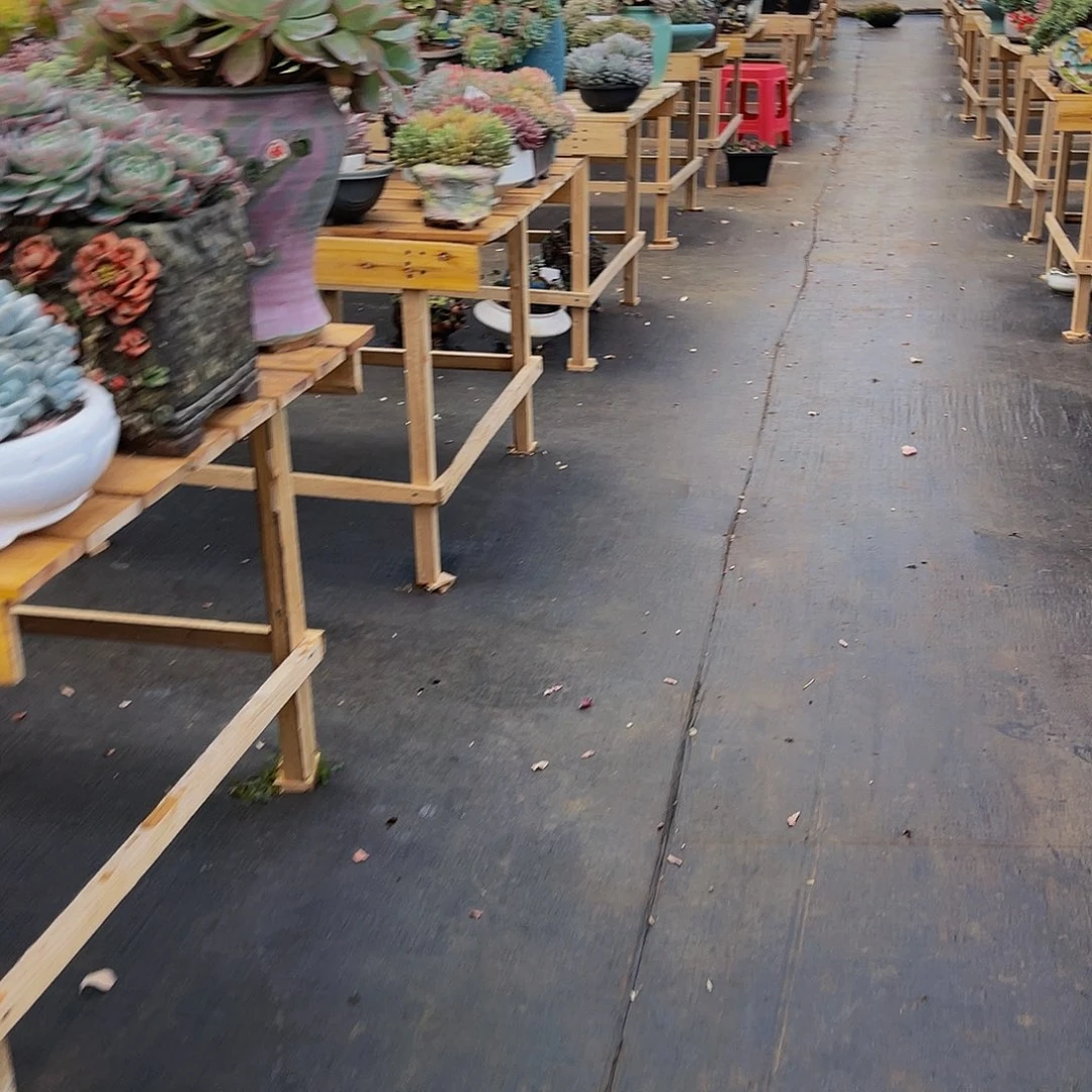 ?****?多肉杂交初姐漂亮