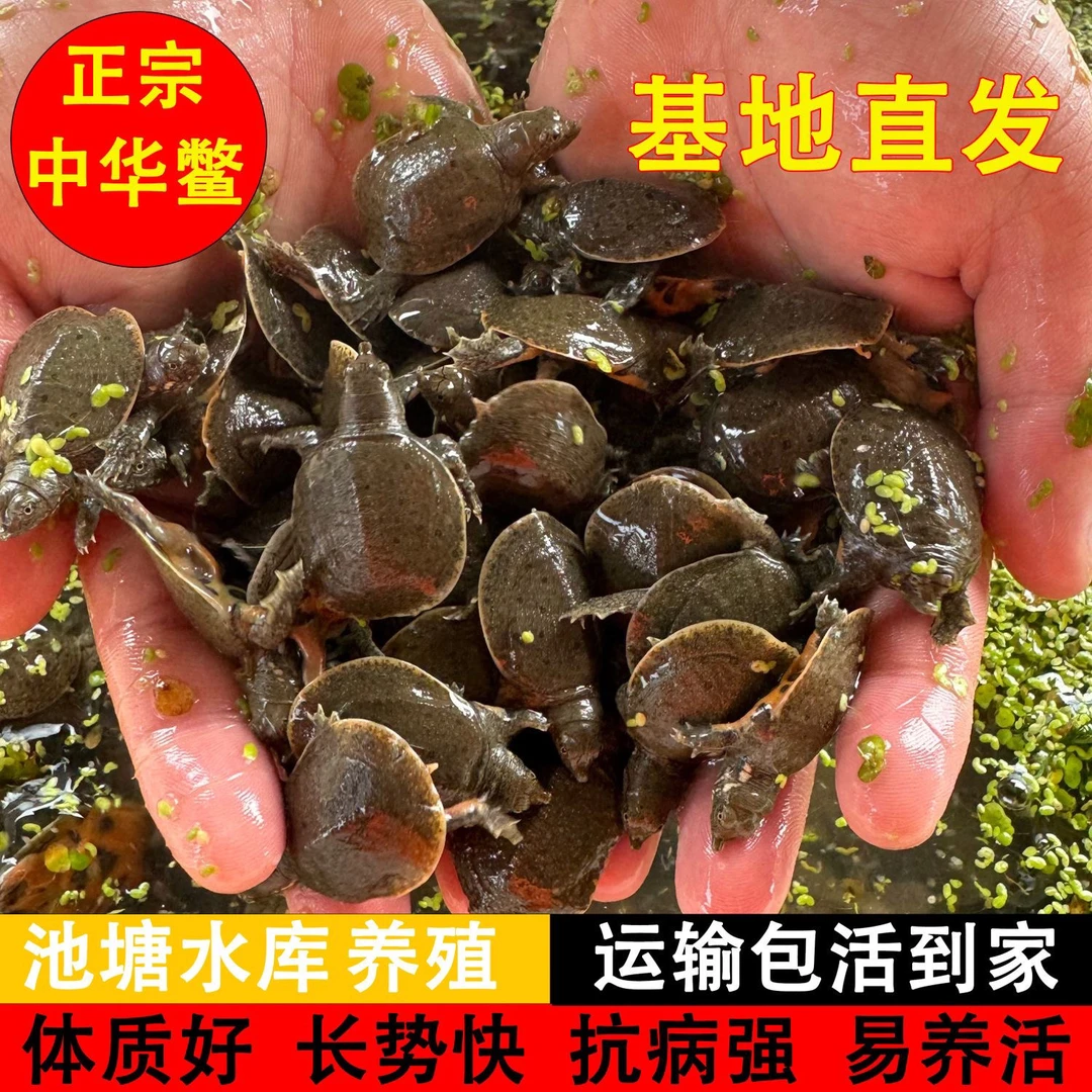 2025新苗基地直发外塘冷水甲鱼苗中华鳖水鱼团鱼池塘水库放养