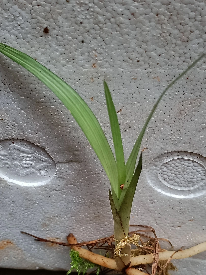 花卉，春兰原兜水晶稿艺