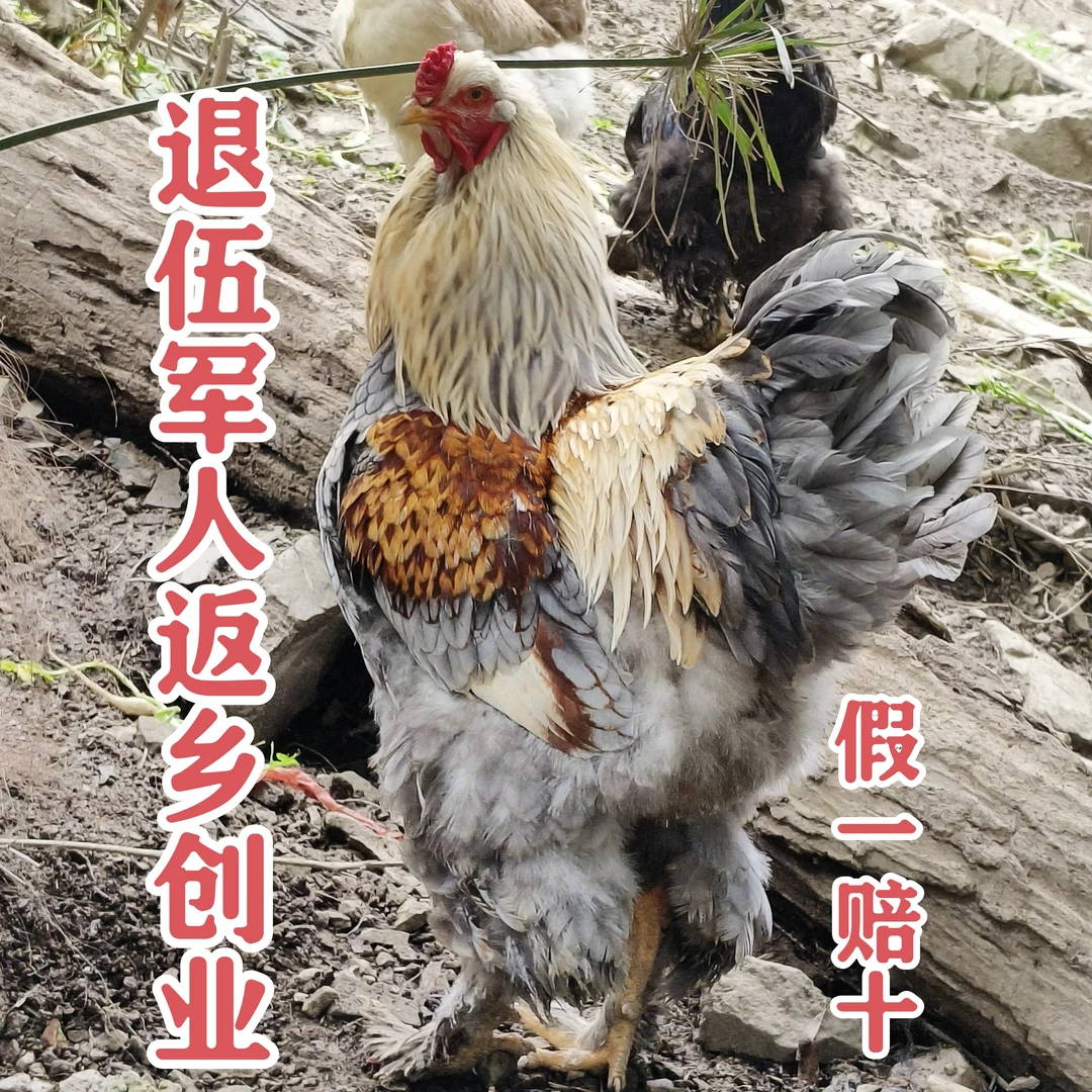 颜色混搭高品质婆罗门鸡蛋进口引进大体巨型正宗婆罗门
