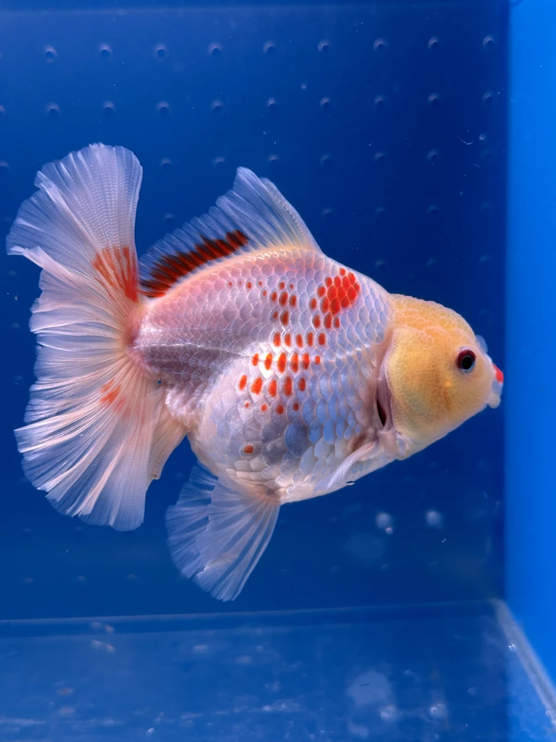 百褶泰狮千层褶泰狮金鱼观赏鱼大尾巴褶皱感强亚成拍下不退