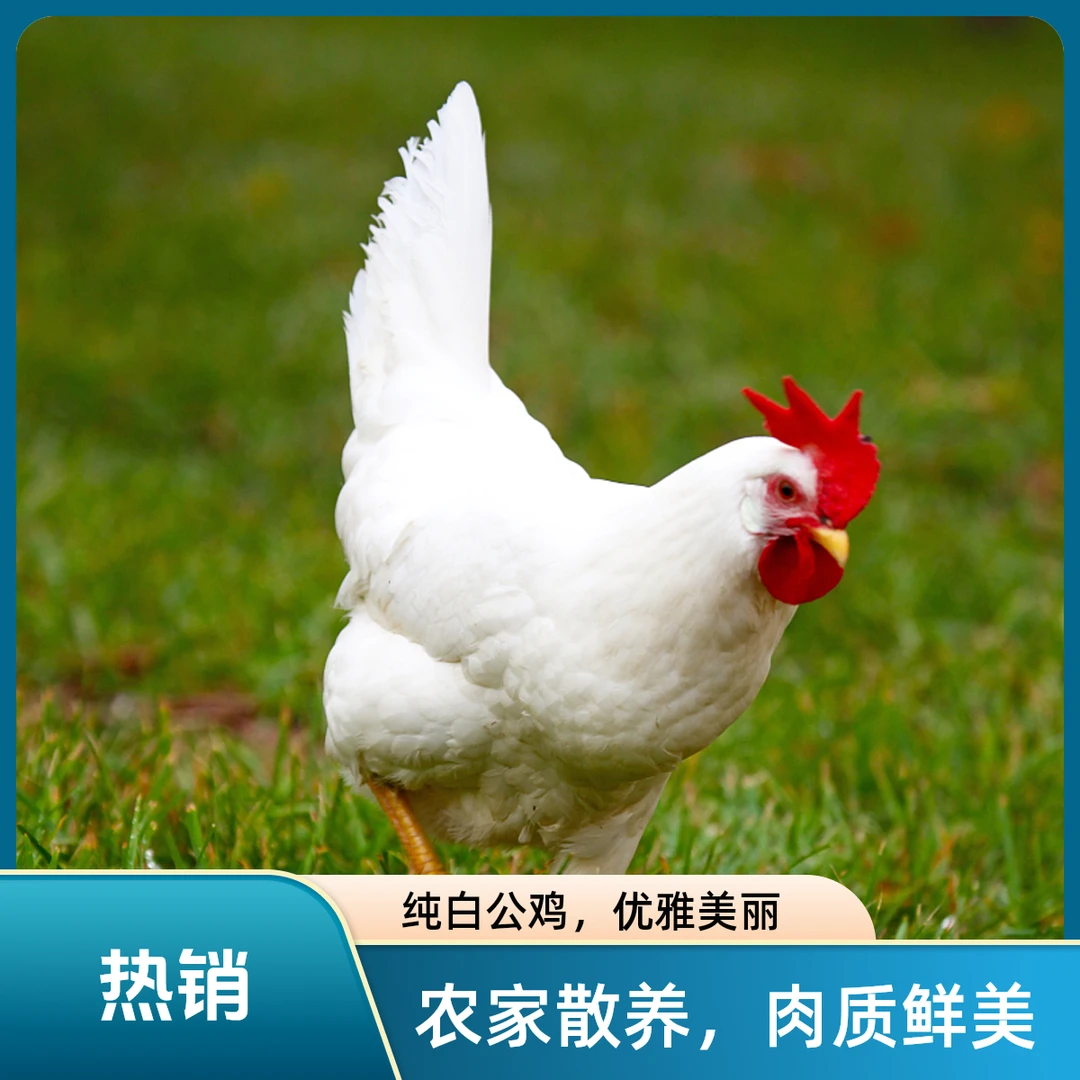 白来航蛋鸡肉质细腻口感劲道包邮包路损