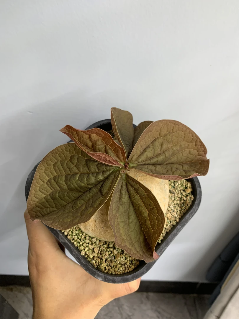 卵叶西番莲一物一拍块根多肉