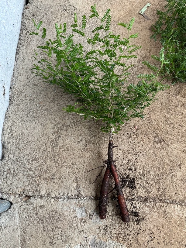 花石象足漆树块根植物多肉植物