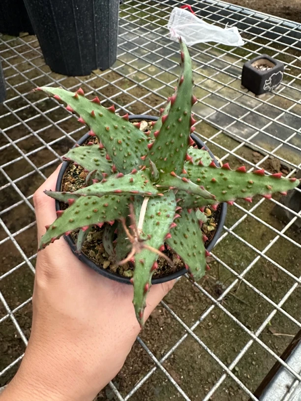 强刺卡萨帝芦荟多肉植物