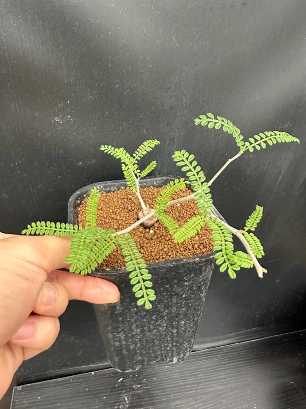 织冠漆树根插块根植物多肉植物