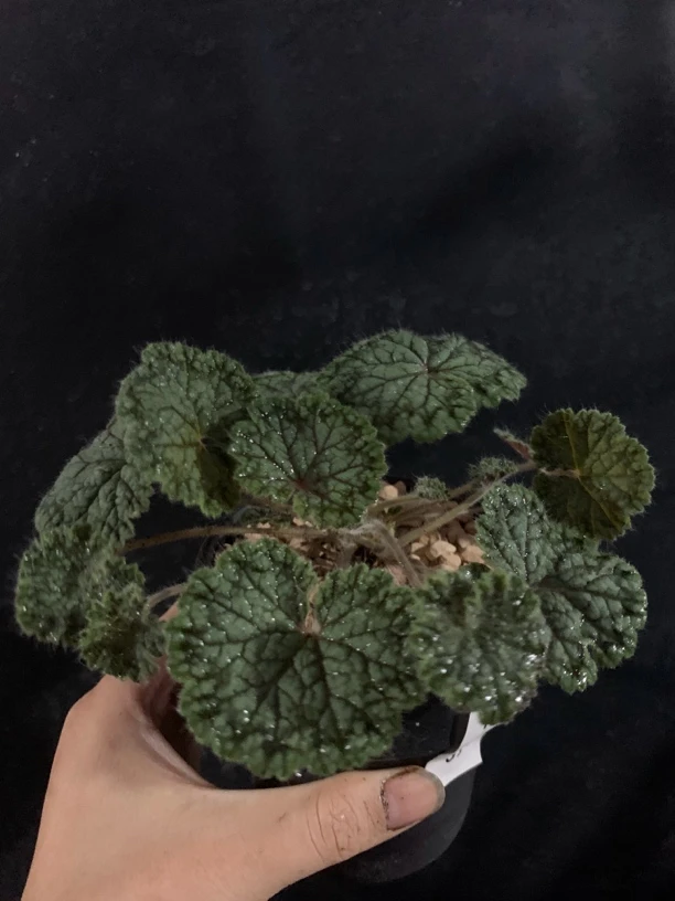 圆叶洋葵 一物一拍