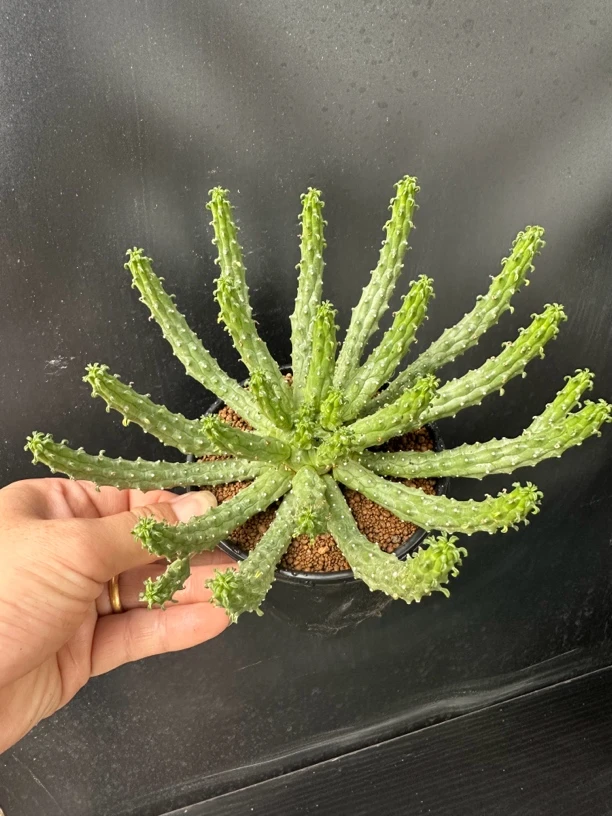 九头龙大戟科块根植物多肉植物