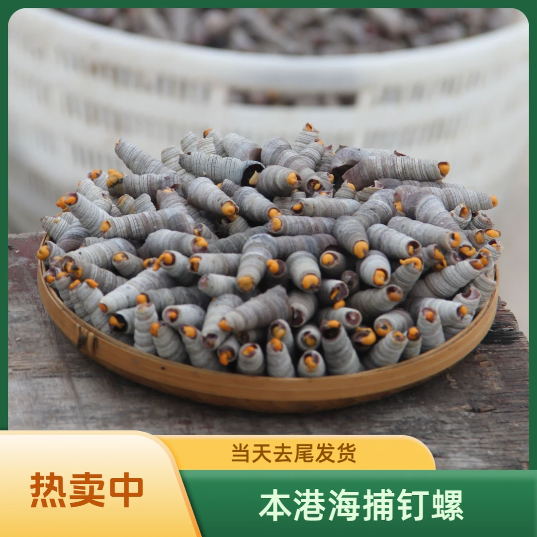 海鱼海螺辣炒钉螺广东大排档爆炒清理干货钉螺夜市香辣钉螺下酒菜