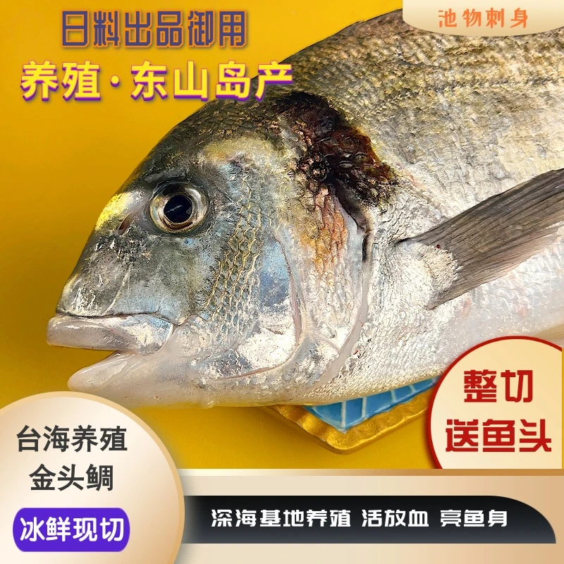 【刺身级别- 金头鲷鱼】奶甜脆鲷鱼片整条称重 现称现拍  整条帮切